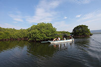 pop-mangrove-forest.jpg